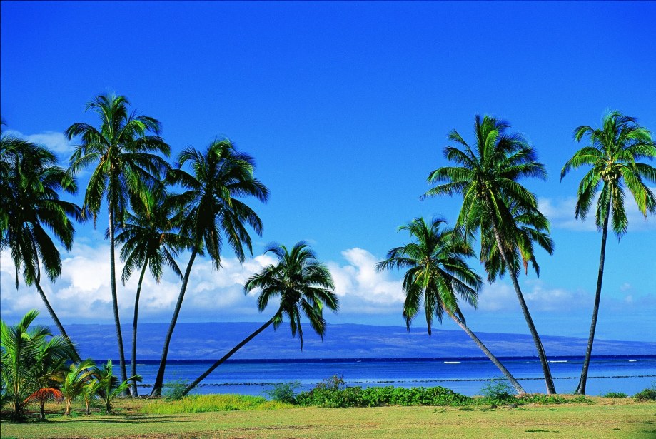 USA, Hawaii, Molokai, Molokai Shores, Palm trees, beach